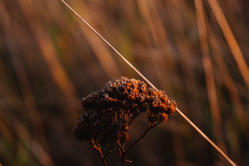 Free stock photo of bokeh, flora Stock Photo