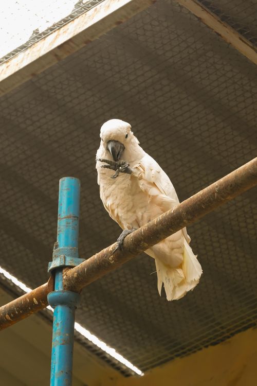 Free A white cockatoo perched on a blue metal pipe in a cage, gazing curiously. Stock Photo