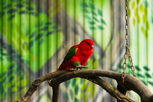 Free Bright red parrot perched on a branch with a colorful background, creating a tropical indoor setting. Stock Photo