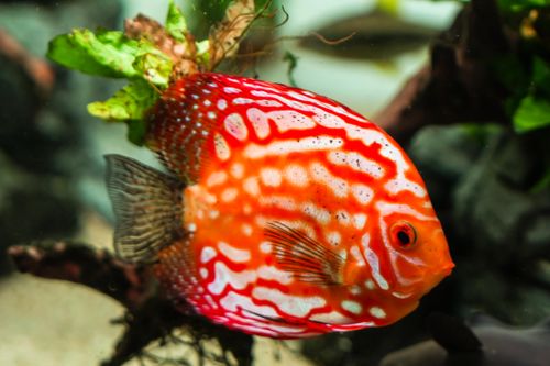 Free Close-up of a vibrant red discus fish swimming gracefully in a lush aquarium environment. Stock Photo