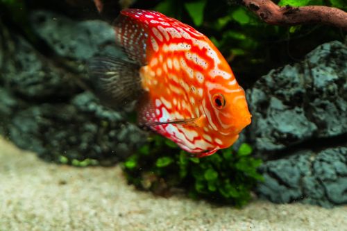 Free Close-up of a vibrant red discus fish swimming in a lush green aquarium setting. Stock Photo