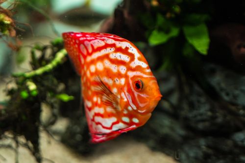 Free Vibrant red and white discus fish gracefully swimming in a lush aquarium setup. Stock Photo