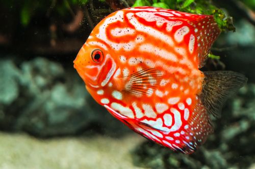 Free A striking red discus fish with intricate patterns swimming in a lush aquarium setting. Stock Photo