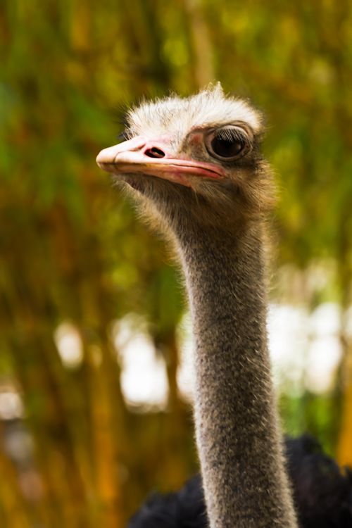 Free Detailed close-up photo of an alert ostrich face against a blurred natural background. Stock Photo