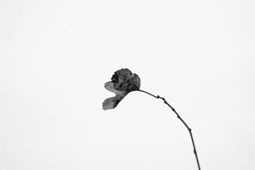 Free A single dried leaf on a branch in black and white, showcasing minimalist nature art. Stock Photo