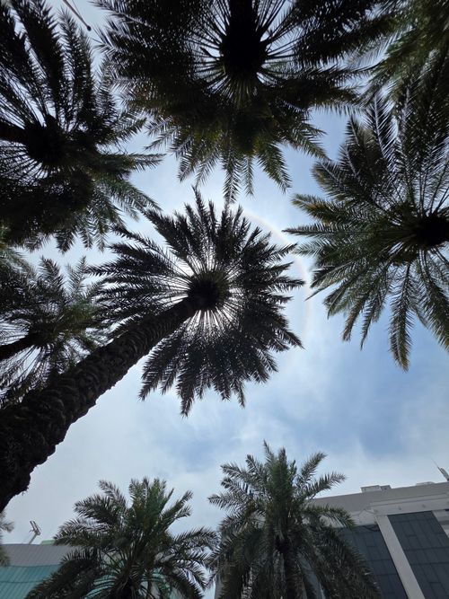 Free stock photo of afternoon sun, halo Stock Photo