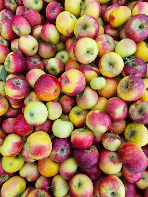 Free A vibrant assortment of fresh apples showcasing vivid red, green, and yellow colors. Stock Photo
