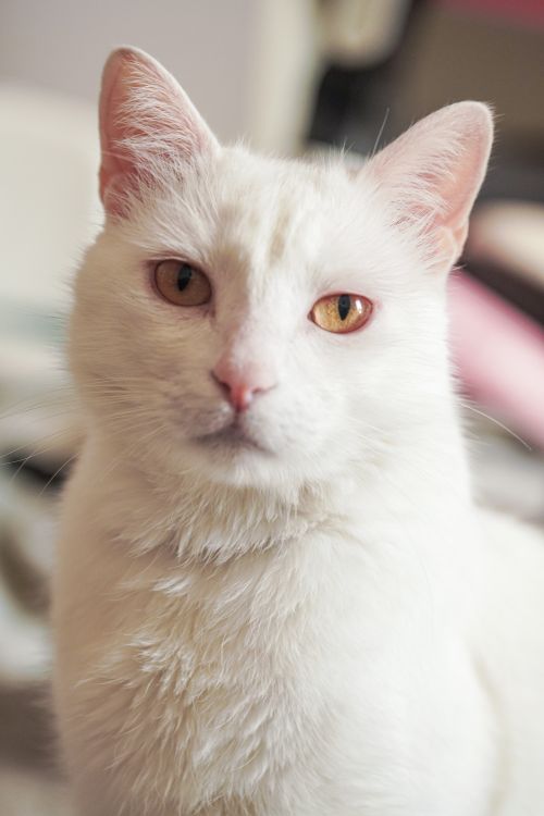 Free A captivating close-up of a white cat with orange eyes looking directly at the camera. Stock Photo