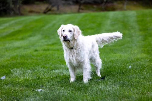 Free A beautiful Golden Retriever dog standing on a vibrant green lawn during the day. Stock Photo