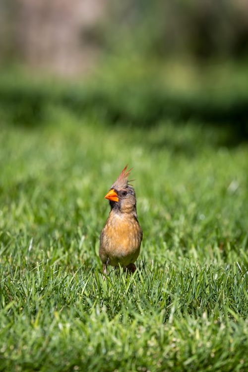 Free A female Northern Cardinal stands in vibrant green grass on a sunny day in Southborough, Massachusetts. Stock Photo