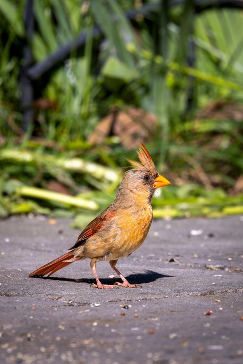 Free A female Northern Cardinal stands in a garden in Southborough, Massachusetts, USA. Stock Photo