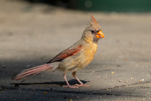 Free A female Northern Cardinal perched on a pavement in Southborough, Massachusetts. Stock Photo