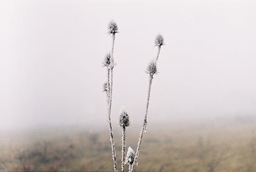 Free stock photo of analog photography, foggy landscape, frost Stock Photo