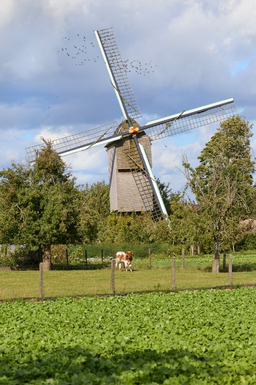 Free A historic wooden windmill in Belgium surrounded by farmland, trees, and a grazing calf. Stock Photo