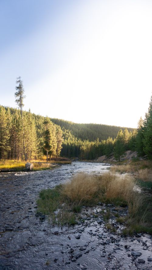 Free Tranquil summer landscape of a forest river at sunrise, perfect for nature enthusiasts. Stock Photo