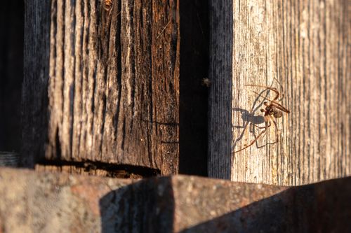 Free Close-up of a spider on a wooden fence with dramatic shadows at sunset. Stock Photo