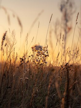 Wildflowers bathed in golden sunset light, creating a tranquil nature scene.