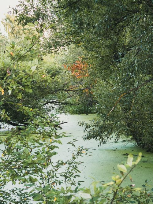 Free Lush green vegetation around a scenic summer woodland stream. Stock Photo