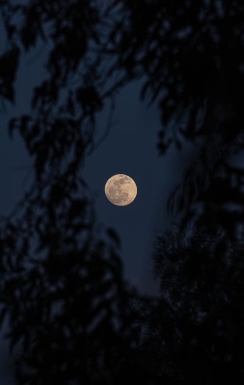 Free A full moon captured through silhouettes of trees at night in Ciudad de México. Stock Photo