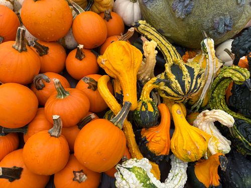 Free Colorful assortment of pumpkins and gourds, perfect for fall harvest themes and seasonal decorations. Stock Photo