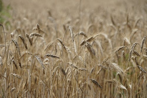 小麥, 戶外, 模糊的背景 的 免費圖庫相片