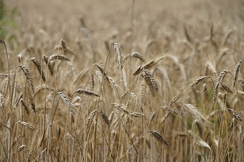 Brown Wheat Field