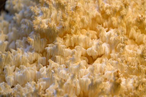 A macro view of lion’s mane texture