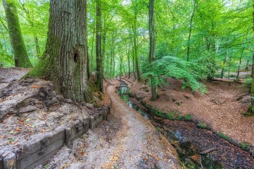 Free Serene woodland path lined with lush green trees and a small stream during summer. Stock Photo