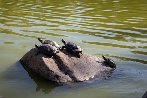 Free A group of turtles basking on a rock in a tranquil, sunlit pond. Perfect wildlife scene. Stock Photo