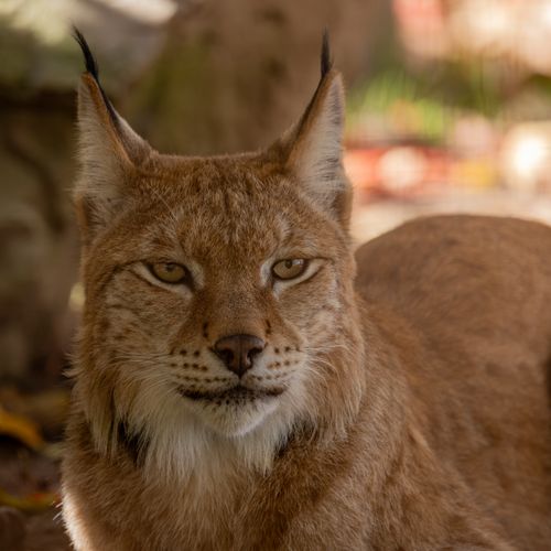 Free Detailed close-up of a Eurasian lynx in a natural setting, showcasing its striking features. Stock Photo