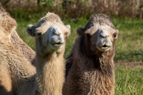 Free Two Bactrian camels stand in a sunny grassy field, showcasing their unique double humps. Stock Photo