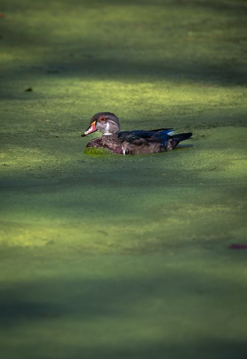 Free A wood duck glides gracefully across a vividly green pond, creating a serene wildlife scene. Stock Photo