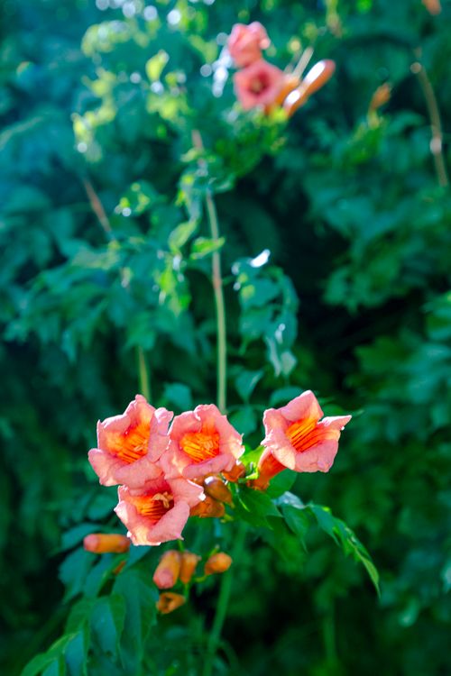 Free Close-up of vivid orange trumpet vine flowers against a lush green background, capturing summer's beauty. Stock Photo