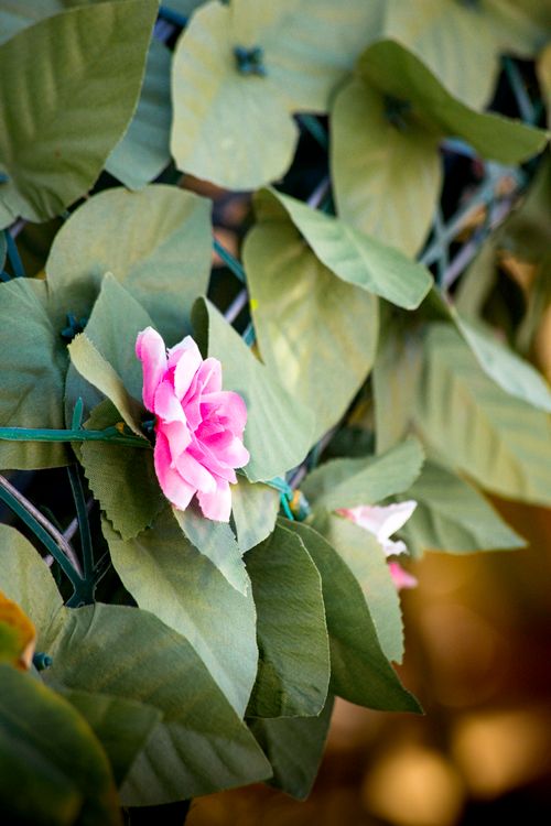 Free Vibrant pink flower amidst green leaves, showcasing natural beauty in Greece. Stock Photo