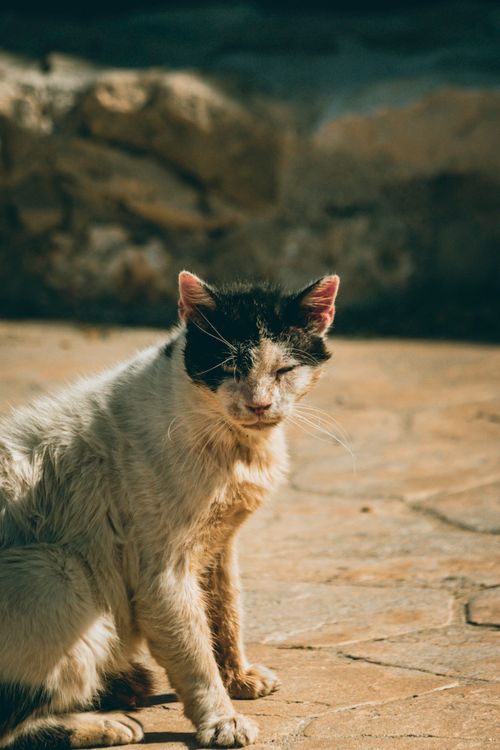 Free A stray black and white cat basks in sunlight on a stone path in Greece, exuding a rustic charm. Stock Photo