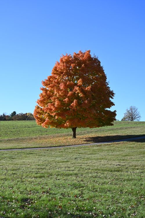 Free A solitary tree with vivid orange leaves stands in a lush Michigan landscape during early fall. Stock Photo