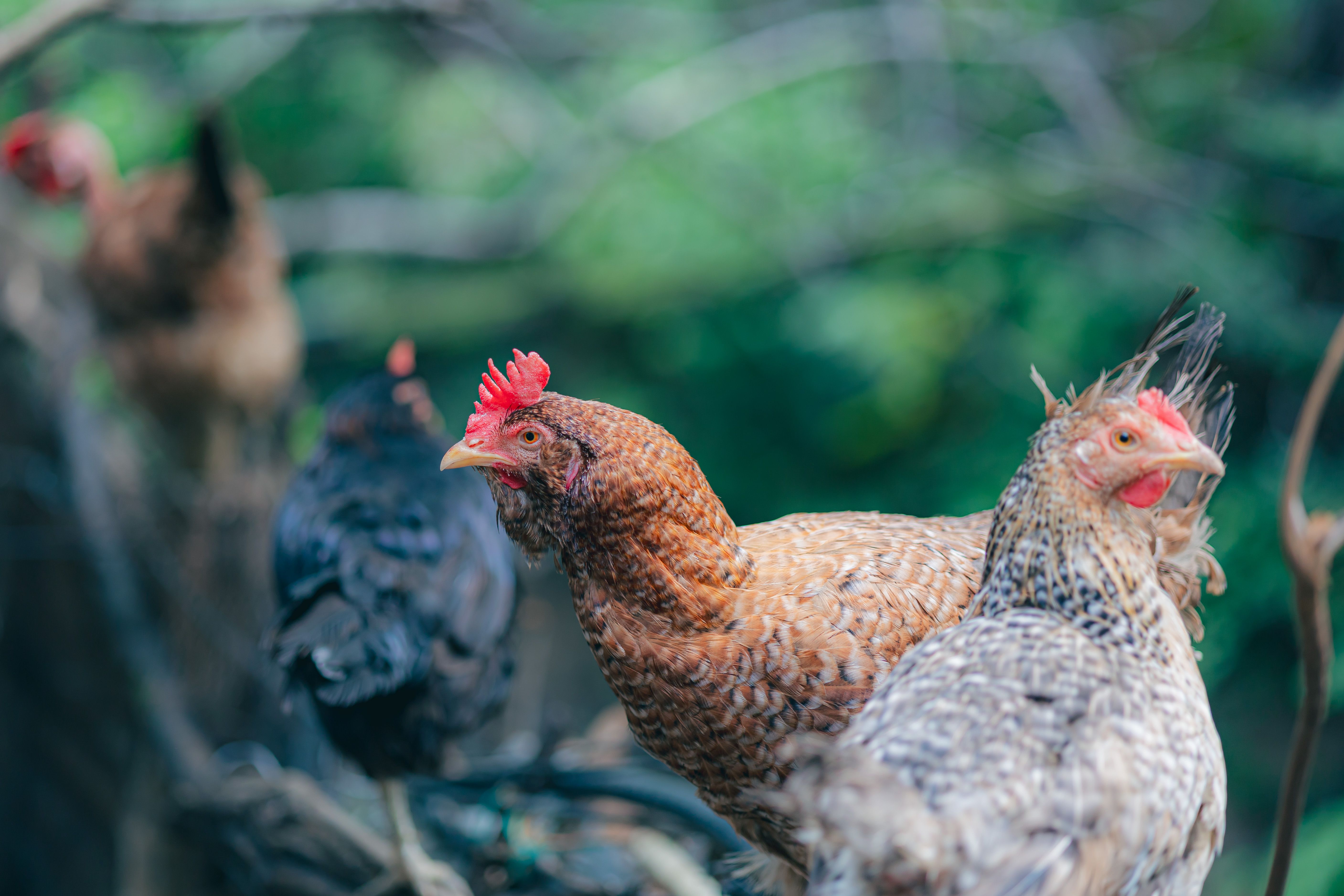 Backyard Chickens