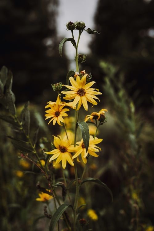 Free Captivating yellow wildflowers blooming in a lush outdoor garden. Stock Photo