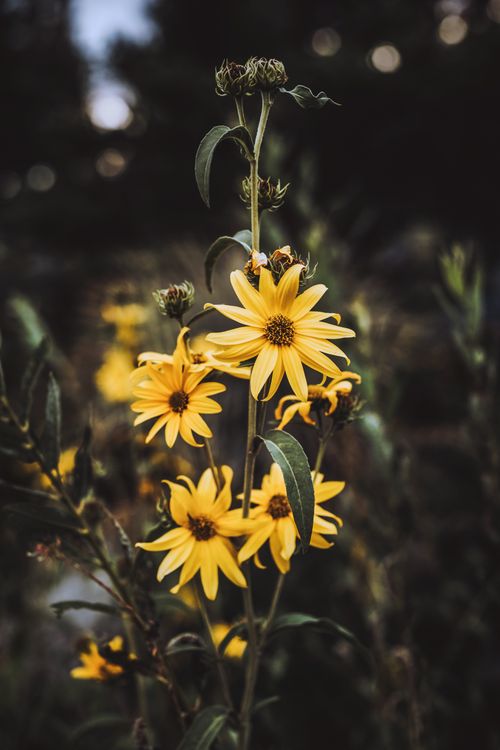 Free Moody photo of yellow coneflowers with foliage, captured outdoors with a bokeh background. Stock Photo