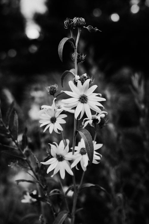 Free A striking black and white photo of wildflowers in a natural setting for artistic ambiance. Stock Photo