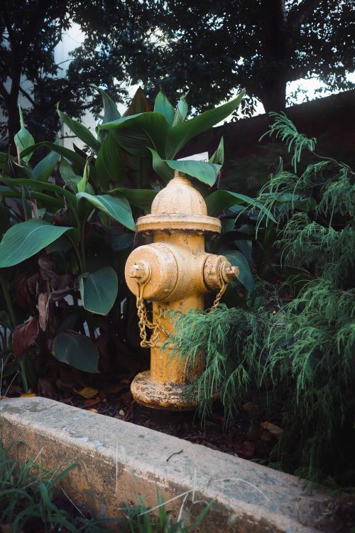 Free A yellow fire hydrant surrounded by lush greenery and overgrown plants in a park setting. Stock Photo