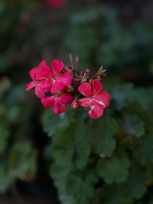 Free A close-up of bright pink geranium flowers with green leaves in the background, creating a vivid and natural look. Stock Photo