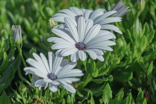 Free Close-up of delicate white daisies with green foliage background, perfect for nature themes. Stock Photo