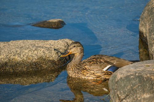Free A mallard duck rests peacefully among rocks in a calm water setting. Stock Photo