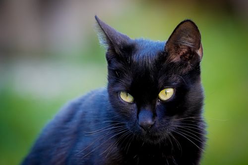Free Captivating close-up of a black cat with striking green eyes, facing front. Stock Photo