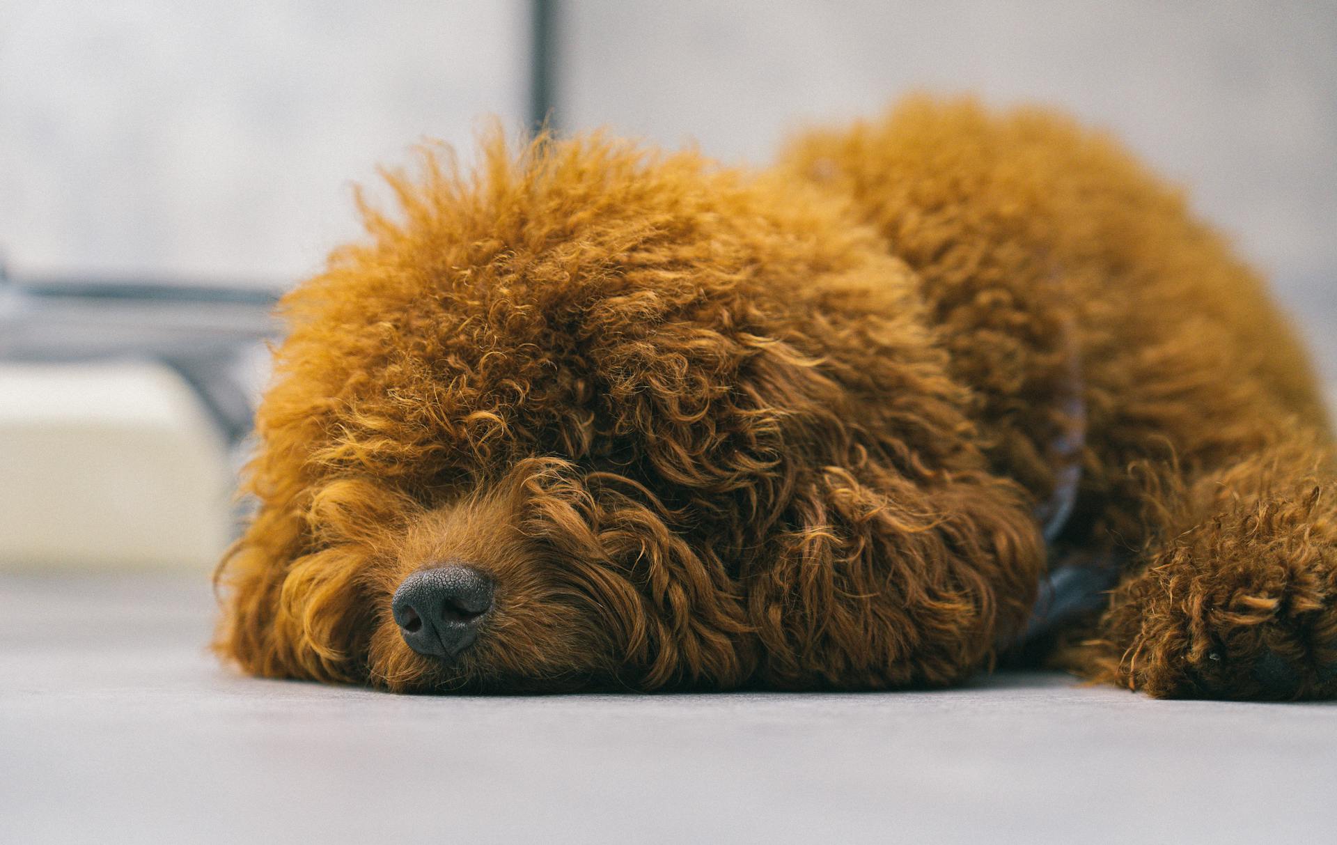 Brun, lockig liten hund som sover på golvet