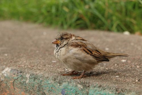 Free Close-up of a Eurasian sparrow resting on concrete, showcasing detailed plumage. Stock Photo