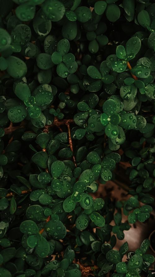 Free Vibrant green leaves with dew drops, showcasing nature's fresh beauty. Stock Photo