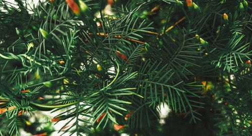 Free Detailed view of green foliage with budding tips capturing the essence of natural evergreen beauty. Stock Photo