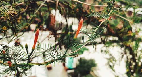Free A vibrant vine with red buds and delicate leaves in an outdoor setting, capturing nature's detail. Stock Photo